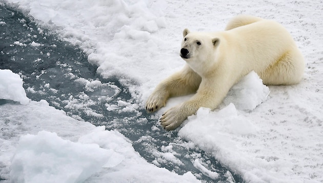 (Bild: APA/AFP/Ekaterina ANISIMOVA)