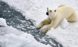 Trotz des Klimawandels sind die Eisbären jetzt dicker als noch vor einigen Jahren. (Symbolbild)