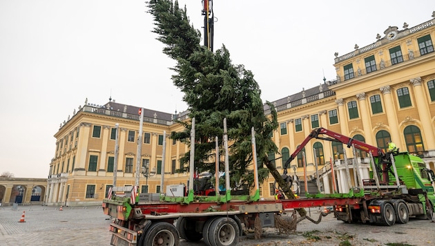 The Christmas tree in front of Schönbrunn Palace (shown here being delivered) is already up. (Bild: Manfred Szieber)