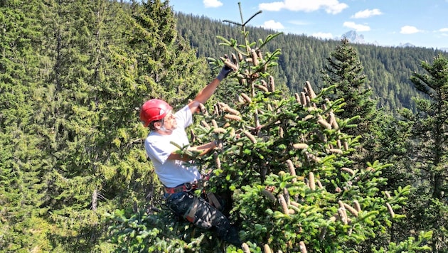 The cones are harvested high up in the treetops. (Bild: APA/BF/S. MERKINGER)