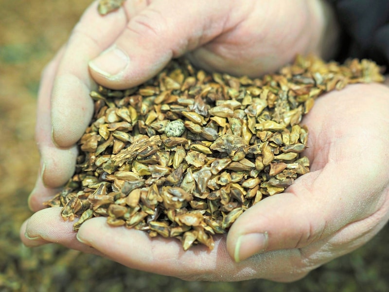 Up to 2000 fresh trees can sprout from one kilo of fir seeds. (Bild: Moser Gabriele/Gabriele Moser)