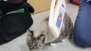 Ein spezielles Gerät wie hier im Tierheim Mentlberg liest die Daten des Chips aus. Die werden in eine Online-Datenbank eingegeben, somit lässt sich die Katze identifizieren. (Bild: Birbaumer Johanna)