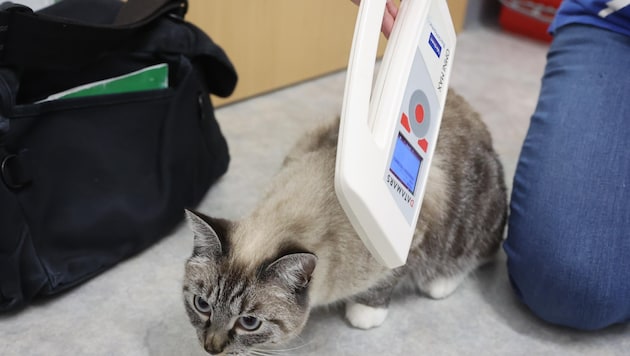 A special device, like this one at the Mentlberg animal shelter, reads the data from the chip. This is then entered into an online database, allowing the cat to be identified. (Bild: Birbaumer Johanna)