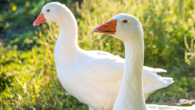 Thousands of grazing geese cackle in Burgenland's meadows. Imports from Hungary or Poland, however, are cheaper to produce a roast Martinigansl with a side dish ... (Bild: stock.adobe.com/Georg Hummer, stock.adobe.com)