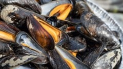 Die Miesmuscheln, auch als Cozze bekannt und beliebt, sterben derzeit in Massen. Die Gründe sind erschreckend.  (Bild: KONSTANTIN KALISHKO / dpa Picture Alliance / picturedesk.com)