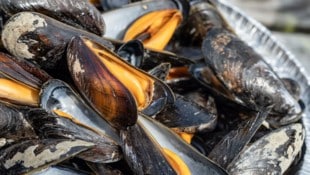 Die Miesmuscheln, auch als Cozze bekannt und beliebt, sterben derzeit in Massen. Die Gründe sind erschreckend.  (Bild: KONSTANTIN KALISHKO / dpa Picture Alliance / picturedesk.com)