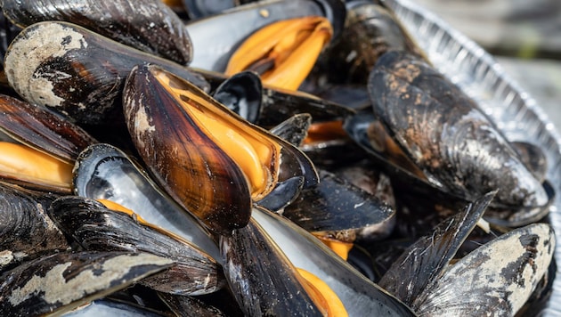 Die Miesmuscheln, auch als Cozze bekannt und beliebt, sterben derzeit in Massen. Die Gründe sind erschreckend.  (Bild: KONSTANTIN KALISHKO / dpa Picture Alliance / picturedesk.com)