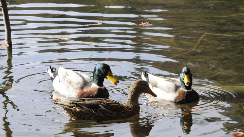 Ducks in the lake are attractions for young and old. Caution: Do not feed them! (Bild: Peter Freiberger)