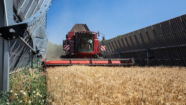 Im Energiefeld in Pischelsdorf wird zwischen den Paneelen Landwirtschaft betrieben (Bild: © Astrid Knie)