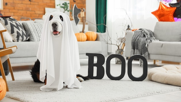 On Halloween night, our four-legged friends no longer understand the world. (Bild: stock.adobe.com/pixel-shot.com (Leonid Yastremskiy))