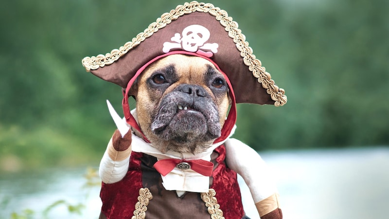 Double punishment: Breed with so-called torture breeding characteristics in a pirate costume. (Bild: stock.adobe.com/Firn - stock.adobe.com)