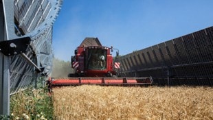 Im Energiefeld in Pischelsdorf wird zwischen den Paneelen Landwirtschaft betrieben. (Bild: © Astrid Knie)