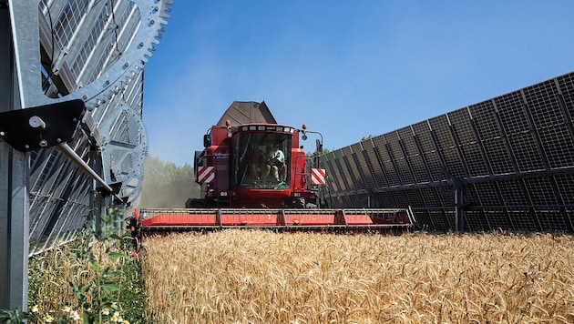 Im Energiefeld in Pischelsdorf wird zwischen den Paneelen Landwirtschaft betrieben. (Bild: © Astrid Knie)