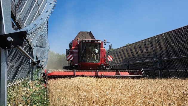 In the energy field in Pischelsdorf, farming is carried out between the panels. (Bild: EWS Consulting GmbH/Astrid Knie)