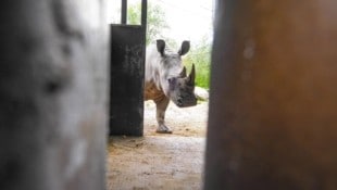 Das Nashorn lebt künftig in Nordspanien. (Bild: Zoo Salzburg)