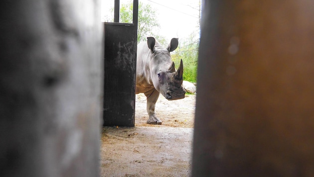 Das Nashorn lebt künftig in Nordspanien. (Bild: Zoo Salzburg)