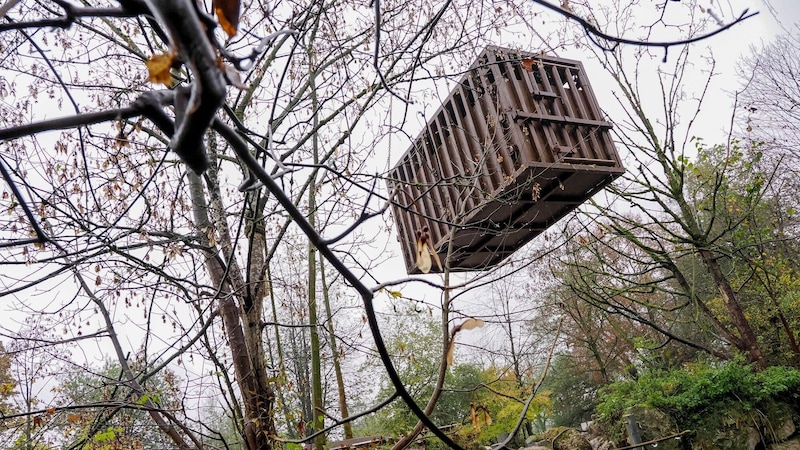 The rhino cow was transported in this box. (Bild: Zoo Salzburg)