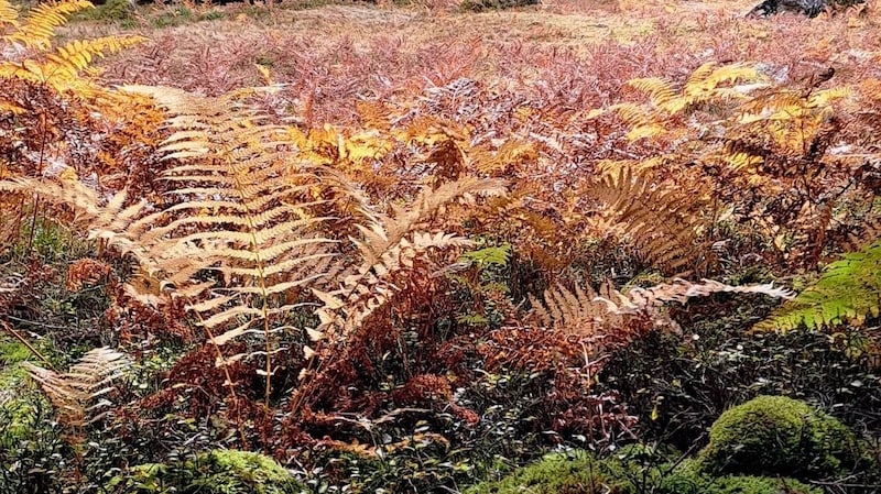 Farne leuchten im Licht der Sonne in diversen Gold- und Gelbtönen. (Bild: Bergauer Rubina)