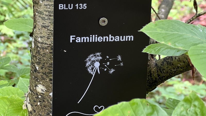 A resting place in the monastery forest does not need to be looked after - nature takes care of that. (Bild: Klosterwald Bludesch)