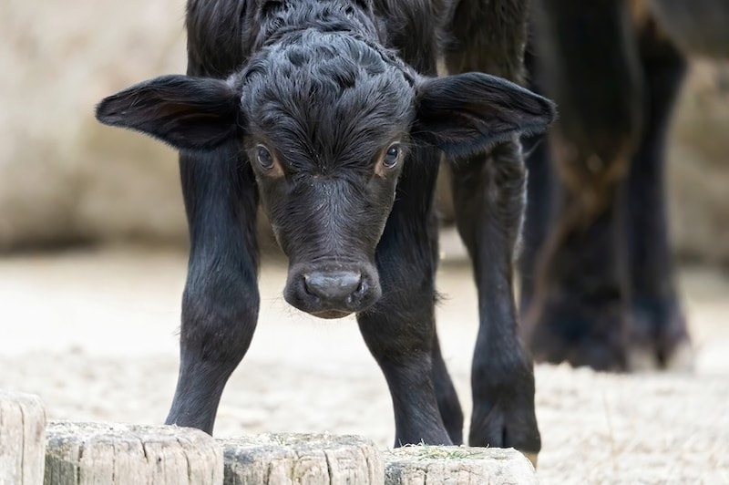 Das letzte Wasserbüffelbaby „Kurt“ erblickte am 02. Jänner 2021 die Welt. (Bild: Daniel Zupanc)