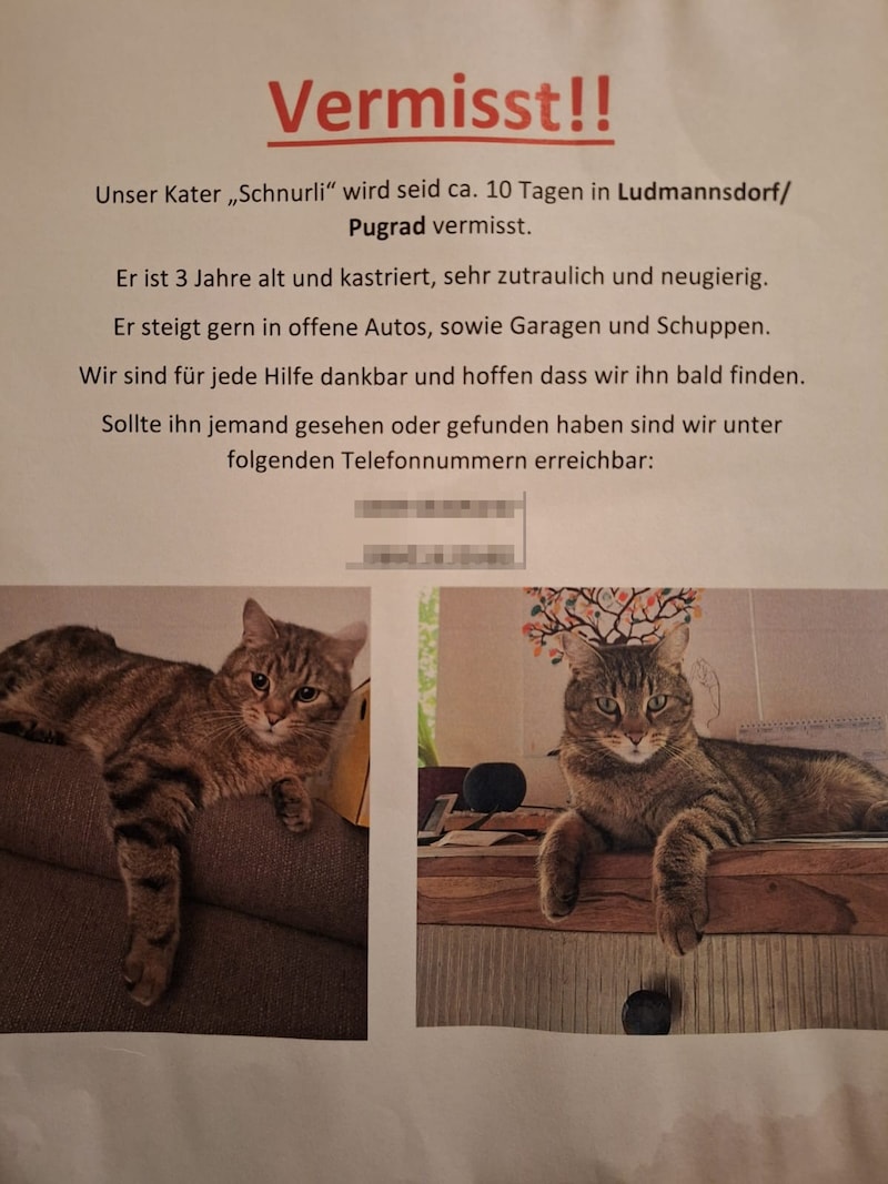 Die Familie suchte verzweifelt nach dem Kater. (Bild: FF Ludmannsdorf, Krone KREATIV)