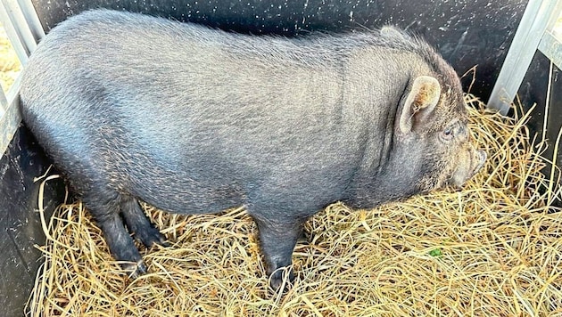 Kleinwüchsige Hausschweine werden als Minischweine bezeichnet. (Bild: Christian Schulter)