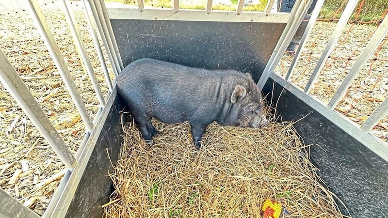 The captured animal is being cared for in a dog crate for the time being. (Bild: Christian Schulter)