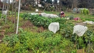 Der Gartenverein „Cariola“ sucht ein neues Zuhause. (Bild: zVg)