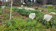 Der Gartenverein „Cariola“ sucht ein neues Zuhause.
