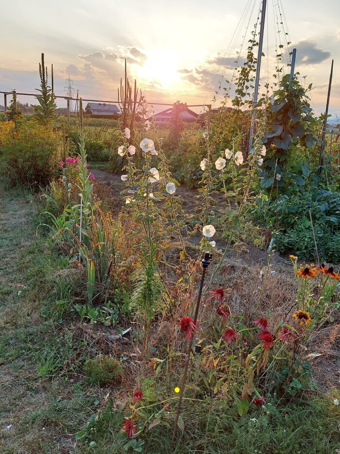 Idyllisch zeigt sich der Garten – nun muss der Verein umziehen.