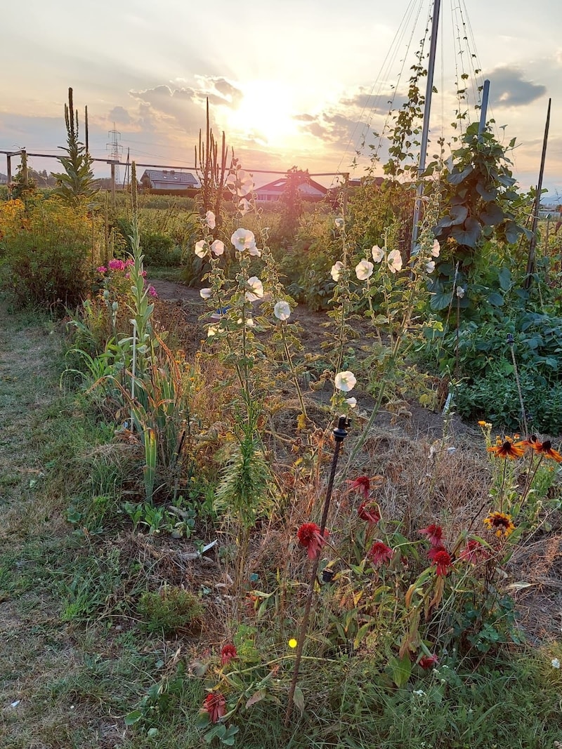 The garden is idyllic - now the association has to move. (Bild: zVg)