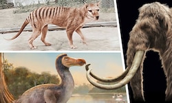 Tasmanischer Tiger, Dodo, Wollhaarmammut: Eine Biotechnikfirma aus Texas will diese ...