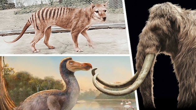 Tasmanian tiger, dodo, woolly mammoth: a biotechnology company from Texas wants to bring back these extinct animals. (Bild: Krone KREATIV/picturedesk, colossal 2x)