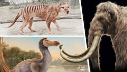 Tasmanischer Tiger, Dodo, Wollhaarmammut: Eine Biotechnikfirma aus Texas will diese ausgestorbenen Tiere zurückbringen. (Bild: Krone KREATIV/picturedesk, colossal 2x)