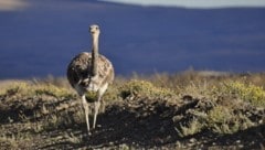 Ein Emu kann fast zwei Meter Höhe erreichen. (Bild: stock.adobe.com/Paola)