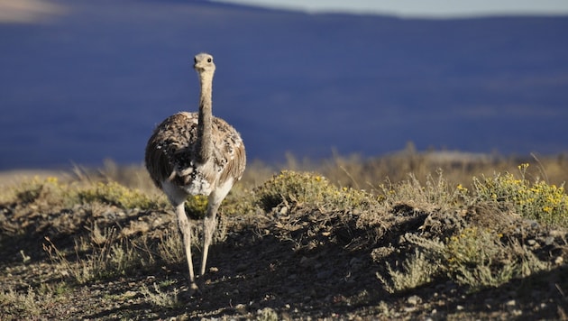 An emu can reach almost two meters in height. (Bild: stock.adobe.com/Paola)