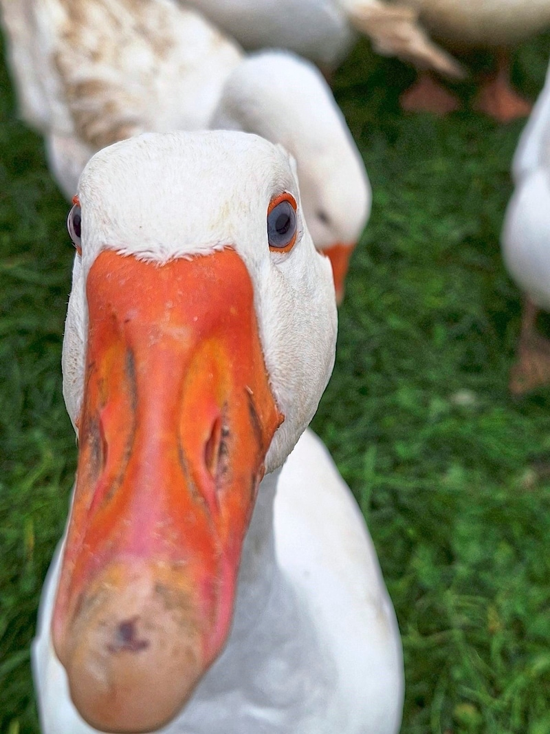 Curious goose during the "Krone" visit (Bild: Christa Blümel)