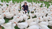 Dietmar Rath mit seinen schnatternden Schützlingen