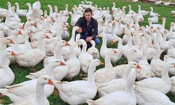Dietmar Rath mit seinen schnatternden Schützlingen