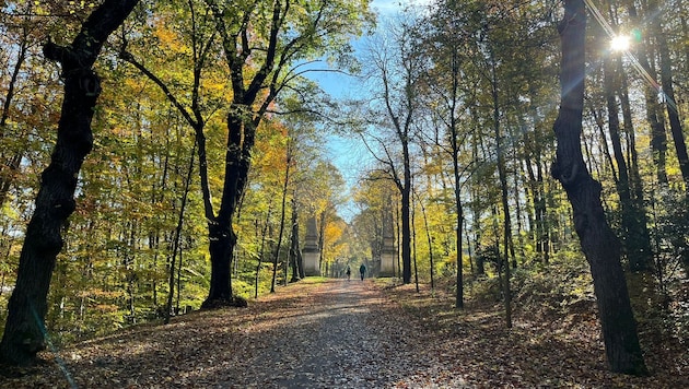 Zu viele Grad, zu wenig Sonne und ein wenig zu viel Regen gab es im Oktober. (Bild: Sequard-Poyer Charlotte)