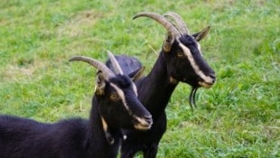 Für die Pest der kleinen Wiederkäuer sind Schafe und Ziegen anfällig. Von Importen wird abgeraten, die Krankheit wurde in Ungarn nachgewiesen. (Bild: zVg)