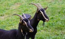 Für die Pest der kleinen Wiederkäuer sind Schafe und Ziegen anfällig. Von Importen wird ...