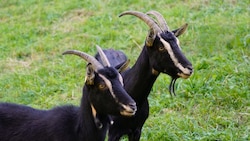 Für die Pest der kleinen Wiederkäuer sind Schafe und Ziegen anfällig. Von Importen wird ...