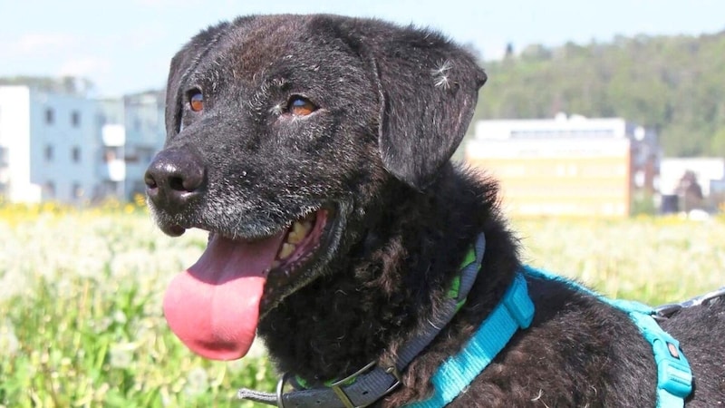 Rocky wartet auf seine große Chance (Bild: Aktiver Tierschutz Austria )