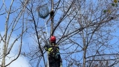 „Shania“ wurde von Feuerwehr-Mitglied Fabian Peza unverletzt vom Baum geholt.  (Bild: Reinhard Pichler)