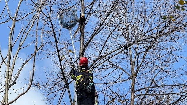 „Shania“ wurde von Feuerwehr-Mitglied Fabian Peza unverletzt vom Baum geholt.  (Bild: Reinhard Pichler)