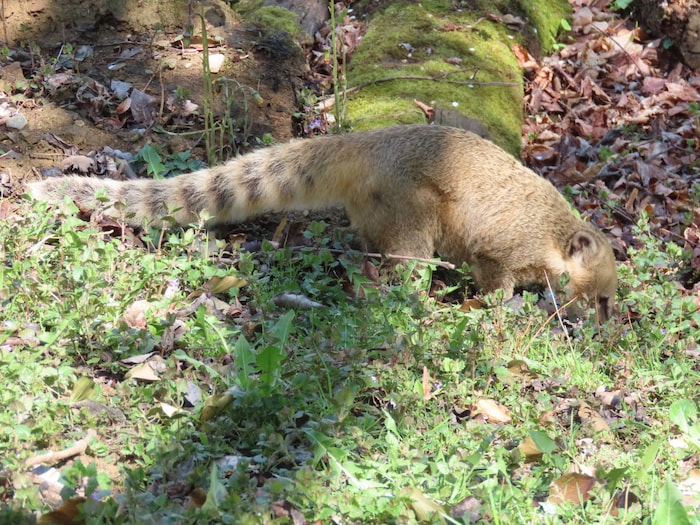 „Shania“ ist bereits 16 Jahre alt.