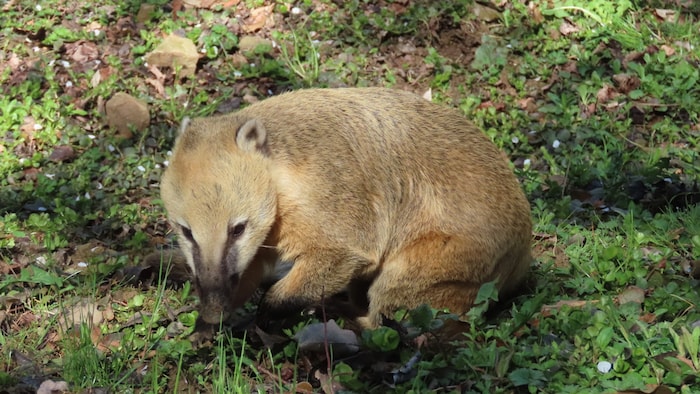 Nasenbär „Shania“ lebt bereits in Herberstein