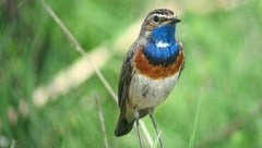 Fröhlich zwitscherndes Blaukehlchen.  (Bild: Wikipedia/Daniel Bastaja)