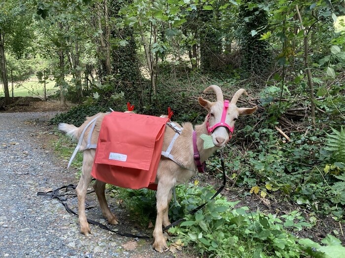 Mit Ziegen werden kleine Wanderungen gemacht. 